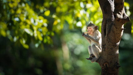 Portrait, Little monkey or Macaca sit alone on the tree and looking, it hungry and enjoys eating corn delicious, happy in the natural tropical forest. Leave a blank and space for banner text entry. © sompao
