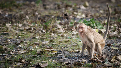 Portrait, Monkey or Macaca in forest park, it intimidating and terrified of danger, being threatened fearful, threatening, ready to fight. Khao Ngu Stone Park, Thailand. Free space for text input.