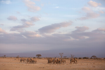 Fototapeta na wymiar A herd of elephants with dense cloud at the backdrop, Ambosli national park, Kenya