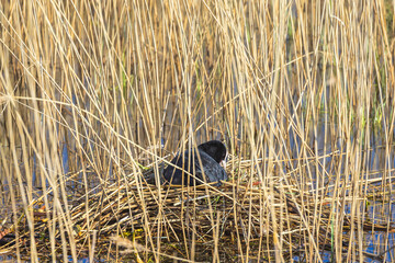 Coot lying in the nest