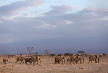 Fototapeta na wymiar A herd of elephants walking at Ambosli national park with dense cloud at the backdrop, Kenya