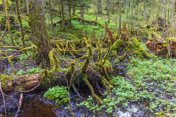 Fallen trees covered with moss in an swamp at a old growth forest