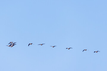 Greater white fronted goose flying