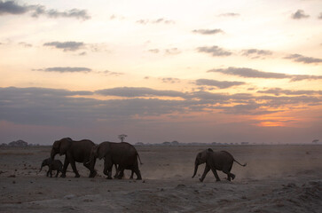 Fototapeta na wymiar African elephants during sunset at Amboseli, Kenya