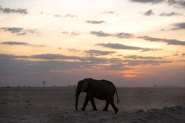 Fototapeta na wymiar Silhouette of African elephant during sunset at Amboseli, Kenya