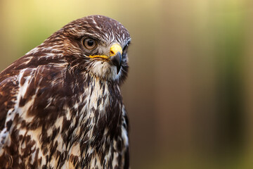 common buzzard (Buteo buteo) portrait from the front