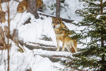 Eurasian wolf (Canis lupus lupus) looking out of the woods