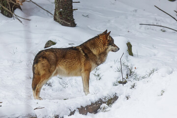 Eurasian wolf (Canis lupus lupus) is very attentive