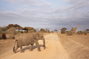 A elephant crossing the mudtrack in Amboseli national park in cloudy weather, Kenya