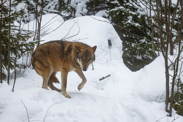 Eurasian wolf (Canis lupus lupus) in the snow