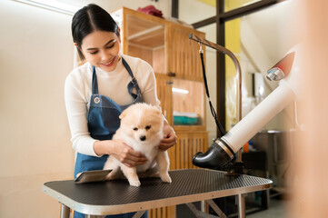 Female professional groomer blowing dry dog fur at pet spa grooming salon