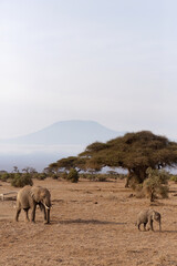 Elephants walking in Ambosli national park with glimpse of Mount Kilimanjaro peak at the backdrop, Kenya