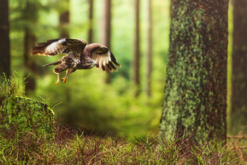 common buzzard (Buteo buteo) flying through the forest