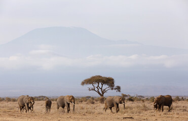 Fototapeta na wymiar Elephants walking in Ambosli national park with Mount Kilimanjaro at the backdrop, Kenya