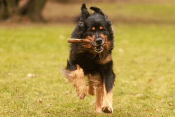 black and gold Hovie dog hovawart comes running up with a stick in his mouth