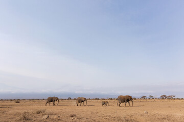 Elephants walking at Ambosli national park, Kenya