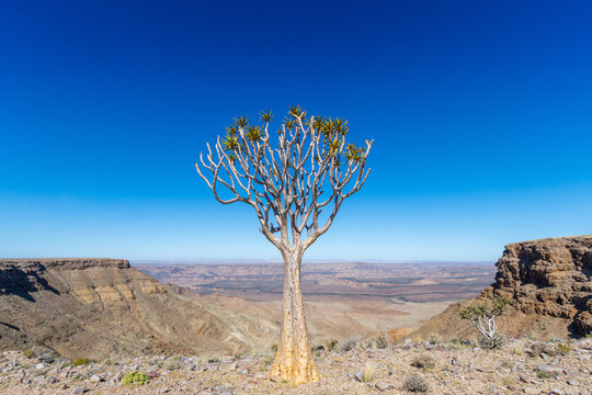 beautiful quiver tree at the rim of fish river canyon in southern namibia