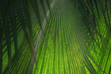 Fototapeta na wymiar Tropical palm frond cover backlit texture with soft selective focus