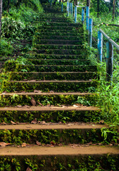 Old mossy stairs in the forest.