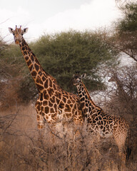 Two giraffes, the mother and the calf looking at the camera during a safari in the Serengeti National Park, Tanzania. Family, animals and nature.