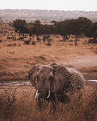 Portrait of an African elephant in the middle of the savannah during a safari in the Tarangire National Park, Tanzania.