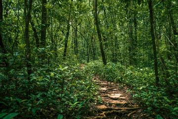 Indian Evergreen rainforest trees with footpath.