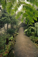 Fototapeta na wymiar Road in the tropical forest 