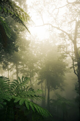 Obraz premium The sun breaks through the fog in a garden on Madeira island in Portugal 