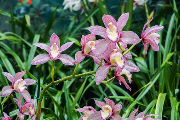 Fototapeta premium Pink Orchid in the garden with drops after rain 