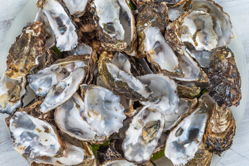 Empty oyster shell to be recycled for health, care, gardening, agriculture, cosmetics, pharmaceuticals