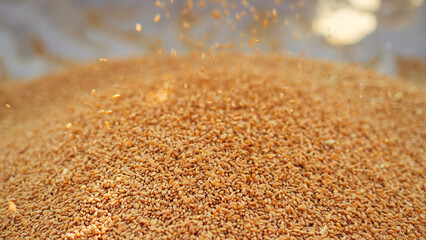 Wheat seeds falling from tractor machine on the ground. Heap of wheat grains close up shot in field.