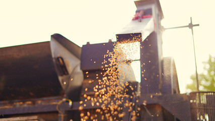 Wheat seeds falling from tractor machine on the ground. Heap of wheat grains close up shot in field.