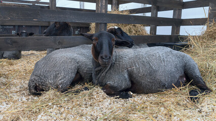 purebred sheep of the Romanov breed are resting in a wooden paddock on fresh hay