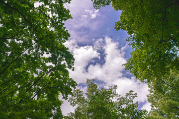 Obraz premium bottom view of high blue sky with white clouds through tree branches
