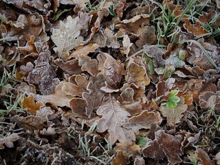 Frosted Fallen Leaves in Winter