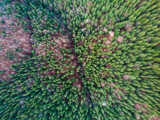 Trees, from drone