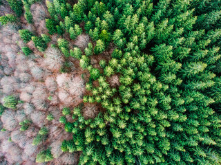 Trees, from drone