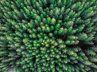 Trees, from drone