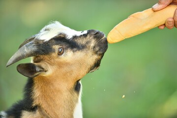 A home farmer feeds a goat with dry bread by hand