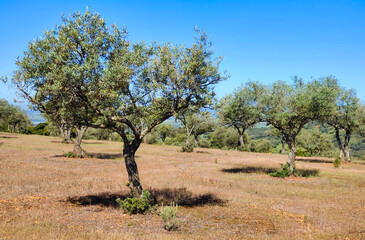 Spanish meadows