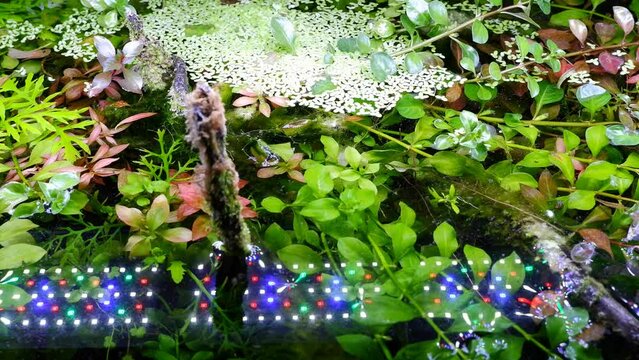 aquatic plants vegetation move in flow, reflection of bright LED light on water surface, freshwater ryoboku aquascape, planted aquarium driftwood detail, flatlay top view, professional aquarium care