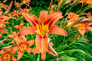Fine wild growing flower lily liliaceae on background meadow