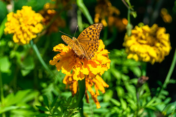 Beautiful flower butterfly monarch on background meadow