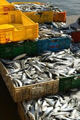 Obraz premium Essaouira, Morocco, Africa, the daily Sardine catch at the port.