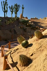 Agadir,Morocco,Africa-dry cactus garden.