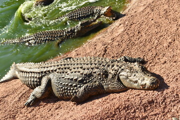 Agadir,Morocco,Africa, Nile Crocodile basking on the riverbank.