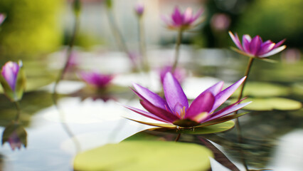 Pink purple lotus flower on water waves and sky reflection. 3d render