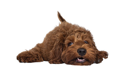 Red Cobberdog aka Labradoodle pup, laying head down with a silly face. Looking towards camera....