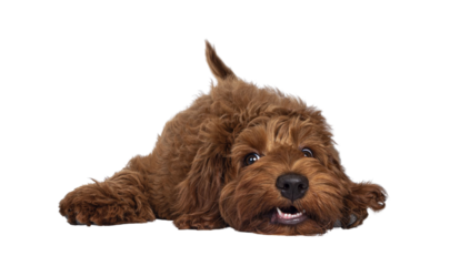 Red Cobberdog aka Labradoodle pup, laying head down with a silly face. Looking towards camera. Isolated cutout on a transparent background.