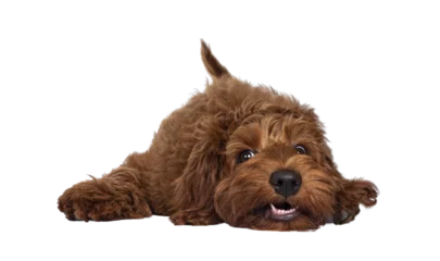 Poster Red Cobberdog aka Labradoodle pup, laying head down with a silly face. Looking towards camera. Isolated cutout on a transparent background. © Nynke